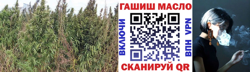 где купить наркотик  Звенигово  Дистиллят ТГК THC oil 